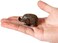 canjoyn Cast Iron Paperweight Garden Home Office Desk Decor Collection Animal Figurine (Elephant.