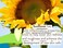Babo Botanicals Sheer Mineral Sunscreen Lotion SPF 50 with 100% Mineral Active Ingredients - for Babies, Kids or Extra Sensitive Skin - Lightweight, Water ResistantFragrance Free - 3 fl. oz.