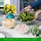 PLASTICPRO Disposable 48 Ounce Round Crystal Clear Plastic Serving Bowls With Lids, Party Snack or Salad Bowl, Chip Bowls, Snack Bowls, Candy Dish, Salad Container Pack of 2.