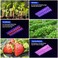 مصابيح النمو WZDRAGON 2024 الأحدث BW1000 LED ذات الرقائق المزدوجة كاملة الطيف لزراعة النباتات الداخلية والخضراوات والزهور [أبيض].