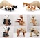 MIMIDOU Cute Animal Finger Puppets Toys 5 Set, Panda, Squirrel, cat, Shiba Inu, Pug, Role-Telling Animal Puppets, an Excellent Gift for Kids.