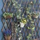 CALIDAKA Wooden Trellis Expandable Plant Trellis Garden Trellis for Climbing,Hanging Wooden Plant Trellis Frame Trellis Fence Support for Climbing Vines Flowers Wall Decor for Patio Garden.