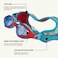 نظارات السباحة FINIS DragonFly - نظارات سباحة للأطفال من سن 4 إلى 12 عامًا مع حماية من الأشعة فوق البنفسجية، وحزام من النيوبرين العائم، وعدسات متينة - خالية من مادة PVC واللاتكس - لون سرطان البحر.