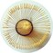 ZENRC Handcrafted Golden Bamboo Matcha Whisk, Traditional Japanese Chasen Matcha Stirrer -Bamboo Whisk Made from Durable and Sustainable Organic Bamboo.