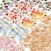 Acejoz 300Pcs Charms for Jewelry Making, Wholesale Bulk Assorted Gold-Plated Enamel Charms Earring Charms for DIY Necklace Bracelet Jewelry Making and Crafting.