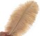 Ballinger Champagne Ostrich Feathers Bulk - 24pcs 10-12inch Boho Feathers for vase and Home Decor Wedding Party Centerpieces.