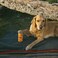 ZippyPaws - Squeakie Can Dog Toys, Stuffing Squeaker Plush Beverage Dog Toy - Fetcha.