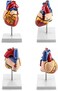 QWORK Human Heart Model, Anatomically Accurate Numbered 2-Part Life Size Heart Medical Model with 34 Anatomical Structures, Held Together with Magnets on Base.