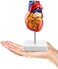 QWORK Human Heart Model, Anatomically Accurate Numbered 2-Part Life Size Heart Medical Model with 34 Anatomical Structures, Held Together with Magnets on Base.