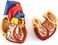 QWORK Human Heart Model, Anatomically Accurate Numbered 2-Part Life Size Heart Medical Model with 34 Anatomical Structures, Held Together with Magnets on Base.