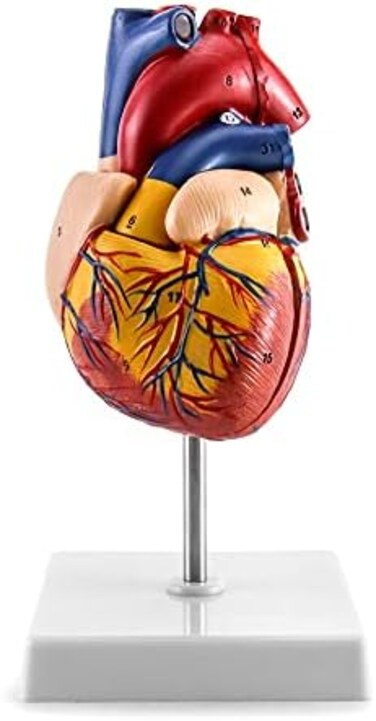QWORK Human Heart Model, Anatomically Accurate Numbered 2-Part Life Size Heart Medical Model with 34 Anatomical Structures, Held Together with Magnets on Base.
