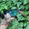 WOODONLY Retro Wood Polarized Sunglasses - Cool Style Matte Finish Frame with Wooden Temple for Men and Women Perfect Gifts.