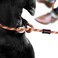 مجموعة EzyDog Luca All-in-One Slip Collar Climbing Rope Dog Leash Combo - مقود كلاب للتحكم والتدريب والتصحيح والتمرين - مثالي للكلاب المتوسطة والكبيرة (فاتح، أزرق).