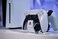 PowerA Twin Charging Station for Dualsense Wireless Controllers, Dualsense Controller Charging, Charge, Sony PlayStation, PS5, Officially Licensed - PlayStation 5.