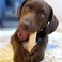 Himalayan Dog Chew Original Yak Cheese Dog Chews, 100% Natural, Long Lasting, Gluten Free, HealthySafe Dog Treats, LactoseGrain Free, Protein Rich, Mixed Sizes, Dogs 65 LbsSmaller, 9.9 oz