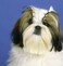 YOY 3/4inch Pet Dog Stretchy Rubber Bands, 600/Box- Puppy Elastics Ties Pony Tail Holders Hair accessories for Doggy Grooming Top Knots Ponytails Braids and Dreadlocks