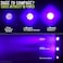 uvBeast New Version 2 - UV Torch Black Light Flashlight with HIGH Definition 100 LED Flood 385-395nm UV Best for Commercial/Domestic Use Even in Ambient Light - Registered Design Designed in England