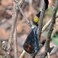 Orgonite Crystal Emotional Body Purification Black Tourmaline Tear Drop Pendant for Strengthen Immune System - Swallows Negative Energy - Positivity