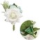 Prettybuy Boutonniere Brooch Flower Bridegroom Groom Men's Boutineer with Pin for Wedding, Prom, Homecoming