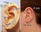 NewZenro 8Pcs Surgical Stainless Steel 16G Sleeper Cartilage Daith Tiny Small Hoop Earrings Mini Septum Hinged Clicker Nose Ring for Women Men Girls Helix Tragus Piercings 8mm 10mm Set Silver