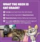 Cat Crack Organic Catnip, 100% Natural Cat Nips Organic Blend That Energizes and Excites Cats, Safe Catnip Treats Used for Cat Play, Cat Training,New Organic Catnip Toys for Cats(1 Cup Organic