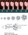 Wssxc Cubic Zirconia Hypoallergenic Stud Earrings for Women Men Girls Statement Cartilage Fashion Surgical Steel Helix Earrings 5 Pairs, Cubic Zirconia