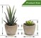 Coitak Artificial Succulent Plants Potted, Assorted Decorative Faux Succulent Potted Fake Cactus Cacti Plants with Pots, Set of 5