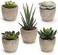 Coitak Artificial Succulent Plants Potted, Assorted Decorative Faux Succulent Potted Fake Cactus Cacti Plants with Pots, Set of 5