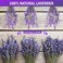 Timoo JTIEO Ingrow Natural Dried Lavender Flowers for Home Decoration (Pack of 2