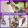 Timoo JTIEO Ingrow Natural Dried Lavender Flowers for Home Decoration (Pack of 2
