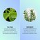 HASK Invigorating TEA TREE OIL 5-in-1 Leave In Conditioner Spray for all hair types, color safe, gluten free, sulfate free, paraben free - TEA TREE 2 PIECE SET