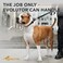 COLLAR Heavy Duty Dog Leash 4 ft for Small Medium and Large Dogs - Durable Dog Leash for Puppy - Walking Leash for Large Breed Dogs (Black