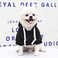 Petcare Dog Hoodie Pet Fleece Sweatshirt Puppy Hoodies Fall Winter Warm Dog Sweaters for Small Dogs Cats Clothes (Black,Large