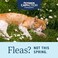 PetArmor CAPACTION (nitenpyramOral Flea Treatment for Cats, Fast Acting Tablets Start Killing Fleas in 30 Minutes, Cats 2-25 lbs, 6 Doses