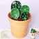 XDONEF XDONE Cactus Measuring Spoons Set in Pot Ceramic Baking Measuring Spoons Cup with Holder for Dry Wet Ingredients Cute Cactus Figurine Dishwasher Safe 1 Tbsp 1 TSP 1/2 TSP 1/4 TSP 1 Cup Unique G