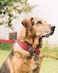 Joytale Reflective Dog Collar, Ultra Comfy Soft Neoprene Padded, Adjustable Heavy Duty Nylon Pet Collars with Metal Belt Buckle for Extra Large Dogs, Red