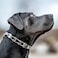 Herm Sprenger ClicLock Fastener Stainless Steel Buckle for Prong Dog Training CollarQuick Release with Easy Buckle for Medium Large Dogs (3.0/3.2mm