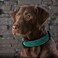 Didog Soft Padded Leather Dog Collar, Durable Leather Dog Collar with Adjustable, Rustproof Metal Buckle for Small, Medium and Large Dogs, Green, XL