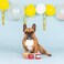 Fringe PetShop by Studio BarkingStreaming 3pcs Dog Toy Set - 3.5X3