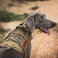 OneTigris Tactical Dog Harness Vest,No-Pull Service Dog Vest with HookLoop Panels,Adjustable Dog Vest Harness for Walking Hiking Training(CamoColor,XS