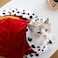 عباءة فرو فاخرة من Lovelyshop Pet Serial للكلاب والقطط، مثالية لأزياء الهالوين، ولأزياء التنكر للملوك والملكات والأمراء والأمراء (صغير، أحمر)