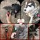 Tsxurepaw Undercoat Rake for Dogs - Dog Brushes for Grooming Large Dogs Long Hair Dog Rake Pet Supplies Pet Comb Long Tooth Pet Grooming Brush with Anti-Slip Handle