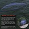 Drasry Saltwater American Monofilament Fishing Cast Net with Heavy Duty Gray Sinker 3/8inch Mesh for Bait Trap Fish Throw Net 4FT/5FT/6FT/7FT/8FT/9FT Radius Size