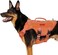 OneTigris No Pull Tactical Dog Harness for Medium Dog, Breathable Mesh Design Service Dog Vest with HandleMolle Pouches, Adjustable Suit for Walking Hiking Training(XL, Orange