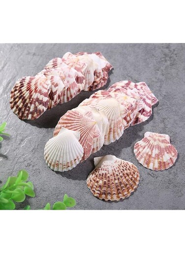 Excefore Natural Scallop Shells White Sea Shells for Baking Cooking Big Natural Clam Seashells for DIY Crafts Seashell Beach Decorating for Home Decor(3.5-6 cm, 50-60Pcs)