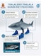 Rezzoss Tralalero Tralala Shark Toy - Funny 3D Printed Shark In Blue Sneakers Figure, Tung Tung Sahur Viral Meme Collectible Animal Toy, Weird Desk Decor &amp; Prank Gift For Kids Teens Ramadan Eid