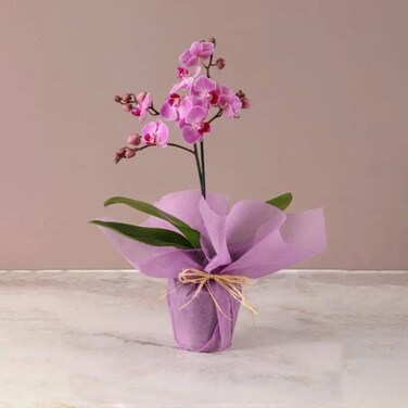 Mini Purple Orchid Plant In Pink Wrapping