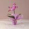 Mini Purple Orchid Plant In Pink Wrapping