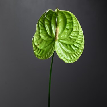 Green Anthurium (Flamingo Flower) - 3654