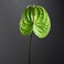 Green Anthurium (Flamingo Flower) - 3654